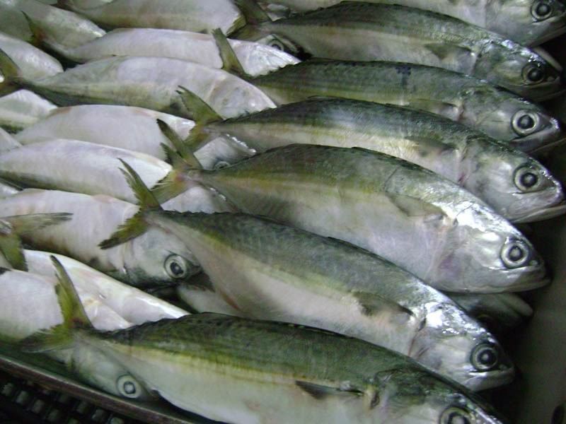 Indian Mackerel Fish