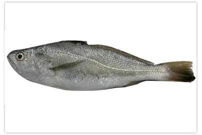 Silver Croaker Fish