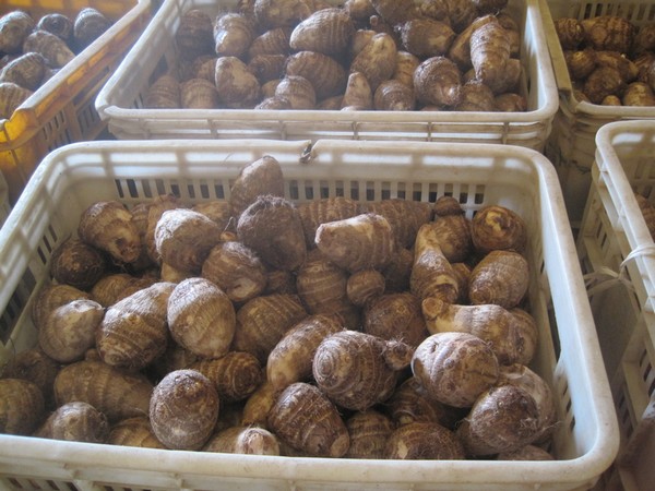 2011 chinese fresh big taro root