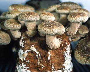 Oyster mushroom, Paddy-straw mushroom, Edible and Medicinal mushrooms