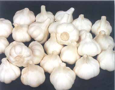 Qingshan fresh white garlic