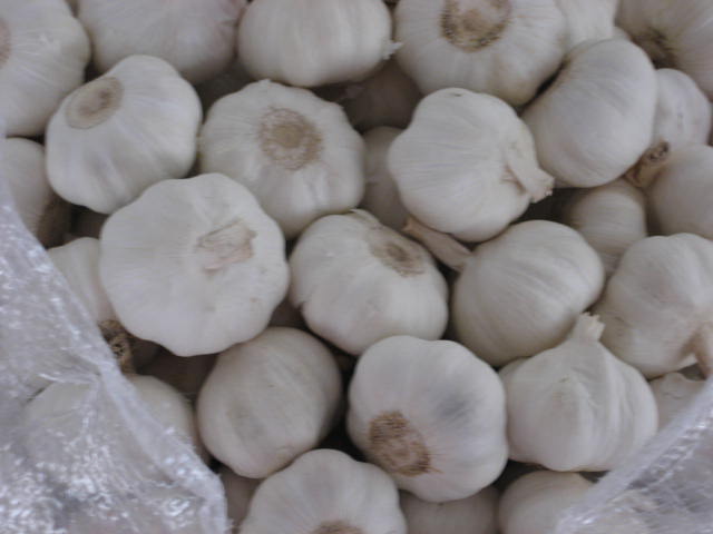 Chinese best garlic