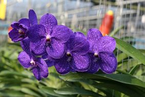 Blue Vanda