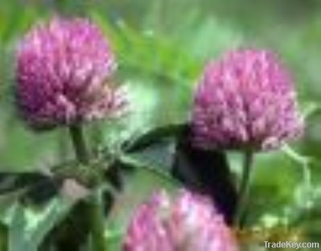 Red Clover *****