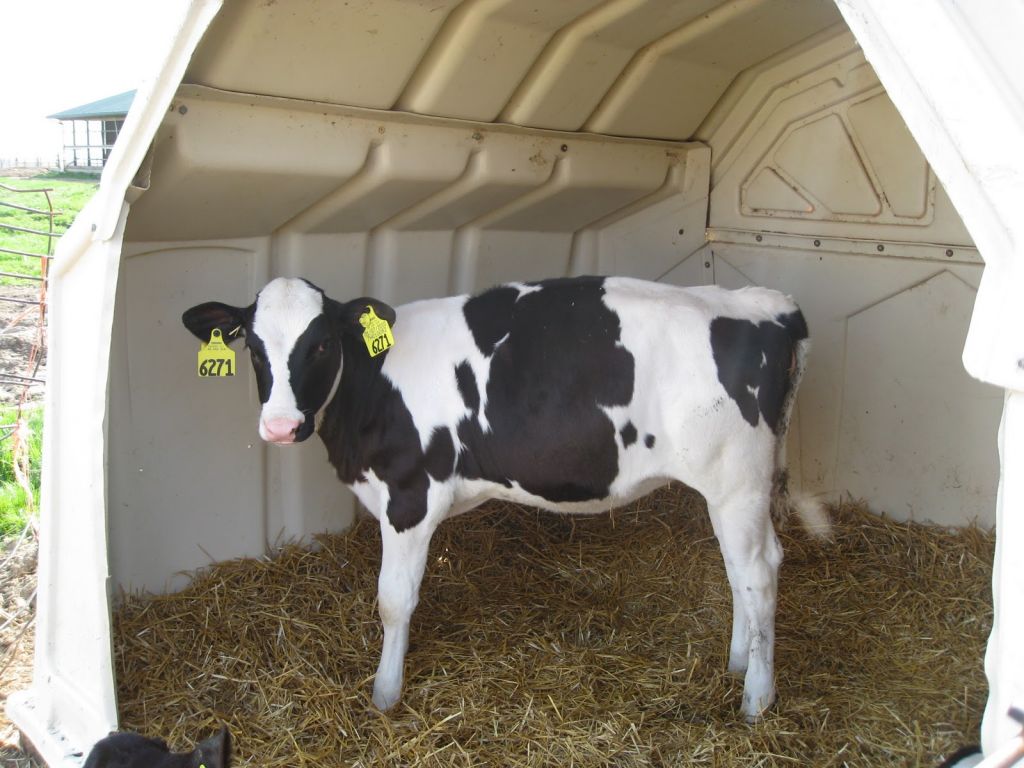 Milk replacer for calves