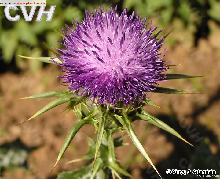 Our Key Product---Milk thistle extract