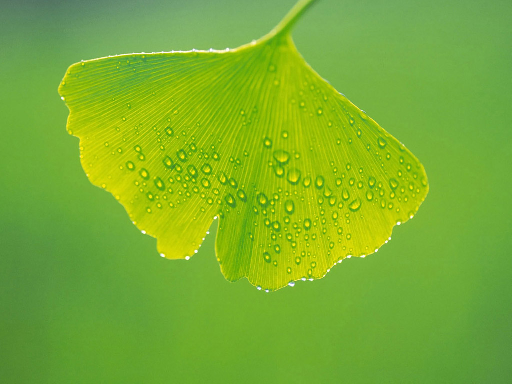 Ginkgo Extract
