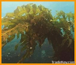 Brown Seaweed Dry Extract (Fucoidan)