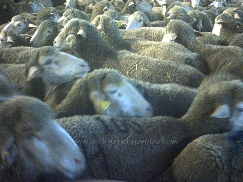 Alive sheep and lambs