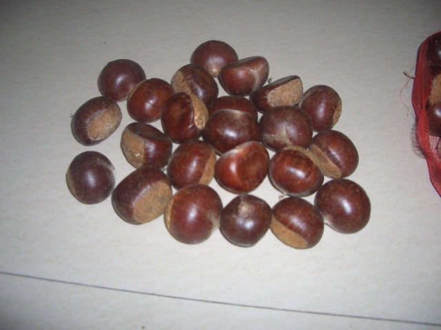 chestnut