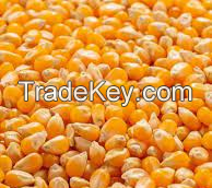 Yellow corn