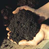 Palm Oil (EFBs) Organic Compost Soil + Fertilizer