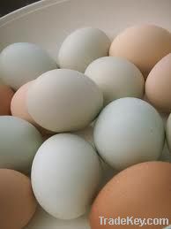 White Shell Eggs