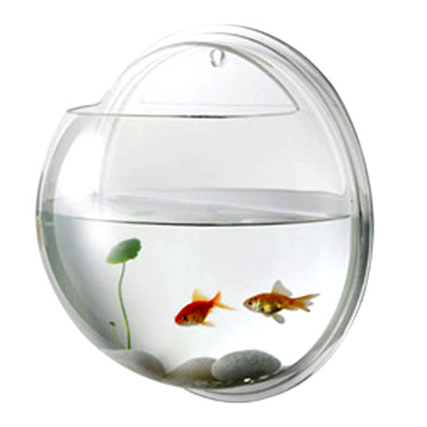 acrylic fish tank, fish tank
