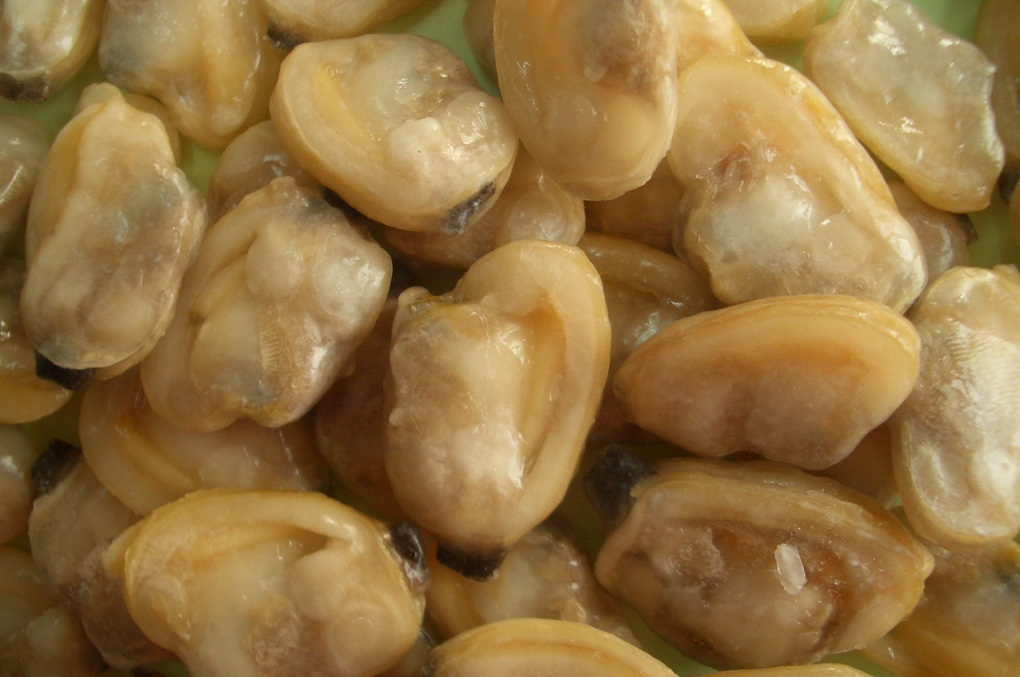 IQF short necked clam meat