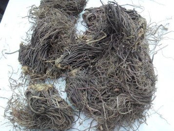 Zi Wan/ Aster Tataricus Root/ Tatarian Aster Root/ Radix Asteris