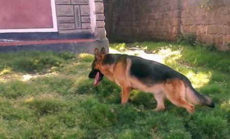 Blueline security dog