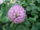 Red Clover Extract     *****