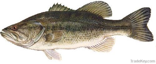 Fresh Sea Bass Fish