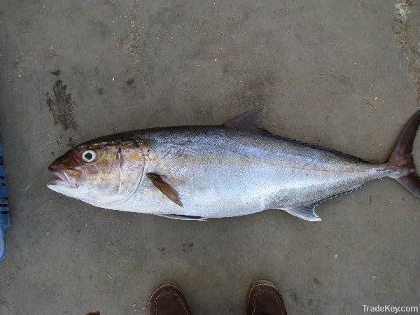 amberjack