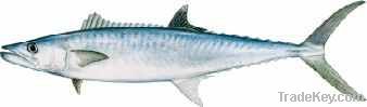 Narrow-Bared Spanish mackerel KING FISH