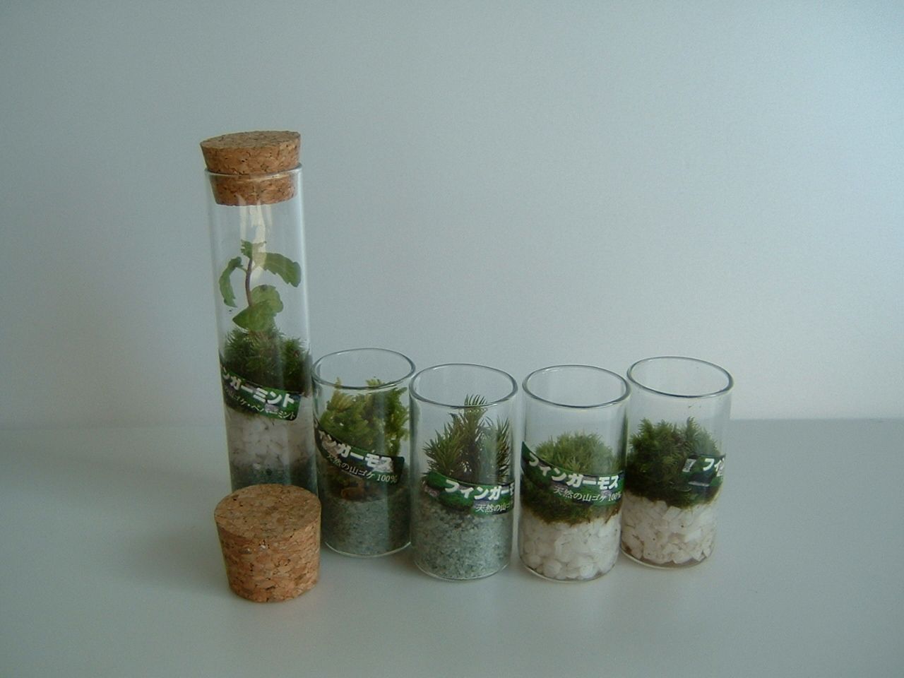 Japanese finger moss in glass tube