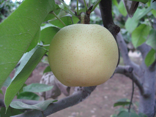 Golden pear