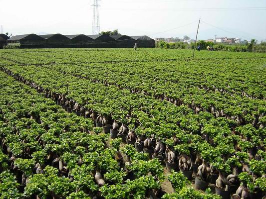 ficus genseng