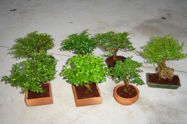 mini bonsai