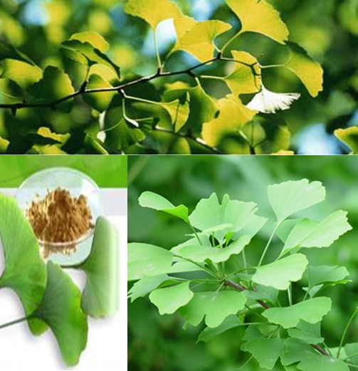 Ginkgo Biloba Leaf Extract