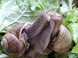 Snails from Bulgaria