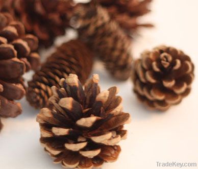 Natural Color Pine Cones