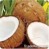 Coconuts - Fresh and Semihusked (India)