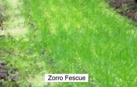 Zorro Fescue Seeds