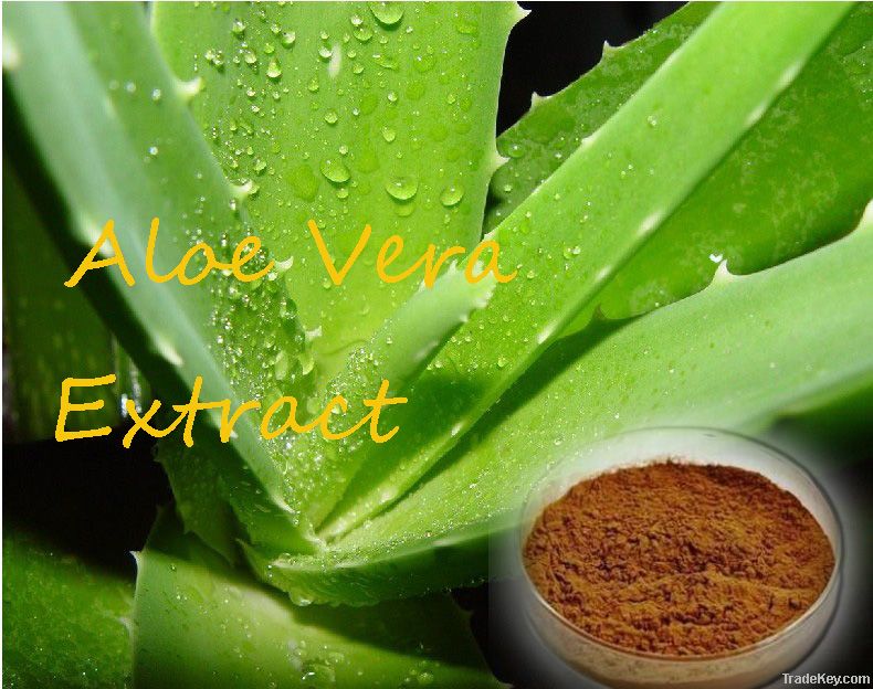 Top Quality Aloe Vera Extract Powder
