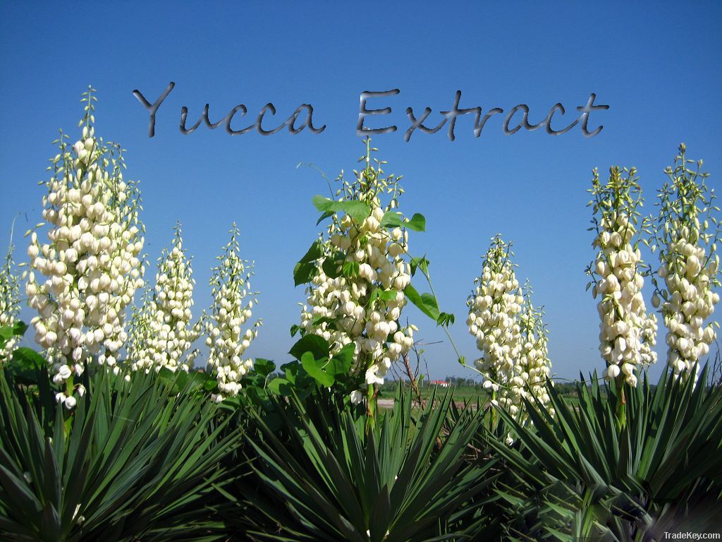 Top Quality Yucca Extract with Saponins