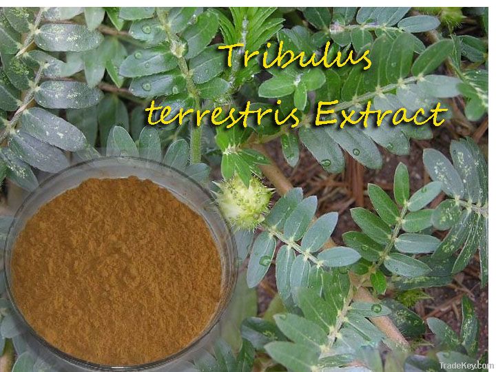 Top Quality Tribulus Terrestris Extract Powder with Saponins
