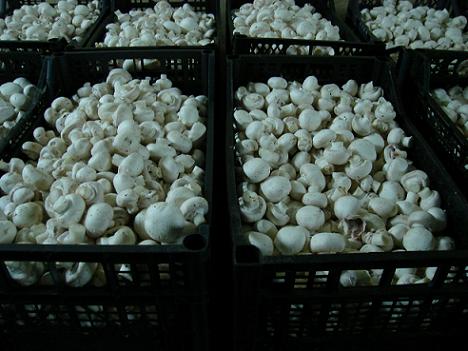 mushroom and compost