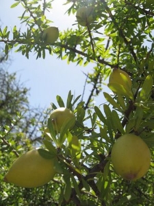 Argan oil