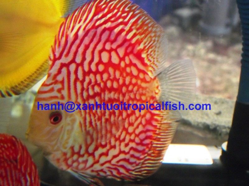 Pigeon discus fish