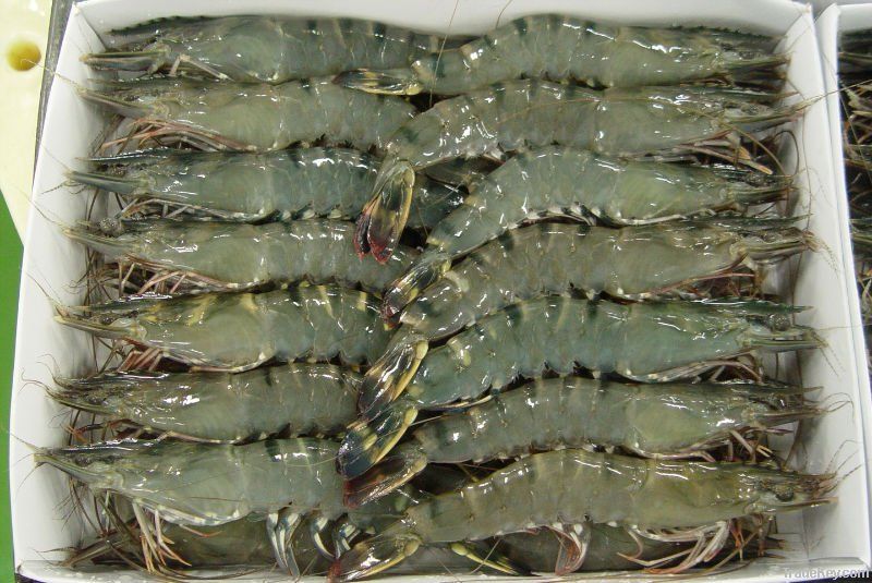 H/ON TIGER PRAWNS