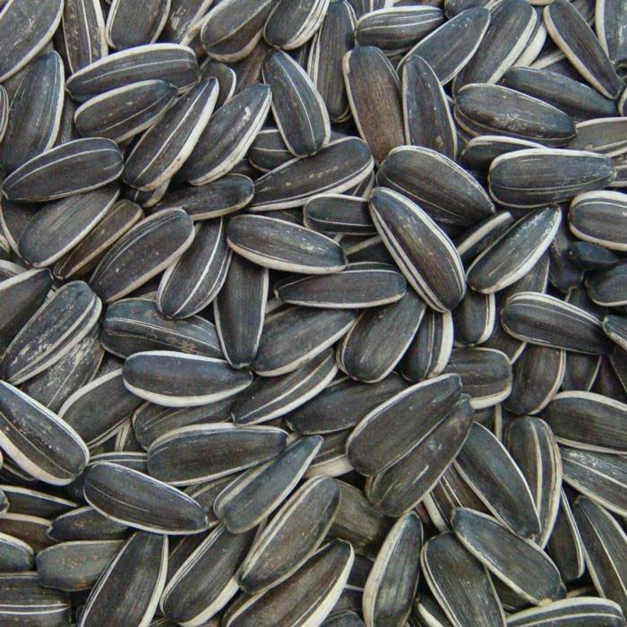 New Crop Sunflower Seeds Suppliers | Sunflower Seed Exporters, | Sunflower Black Seed  | Striped Black Seed | Flowers Seed | Sunflower Kernels