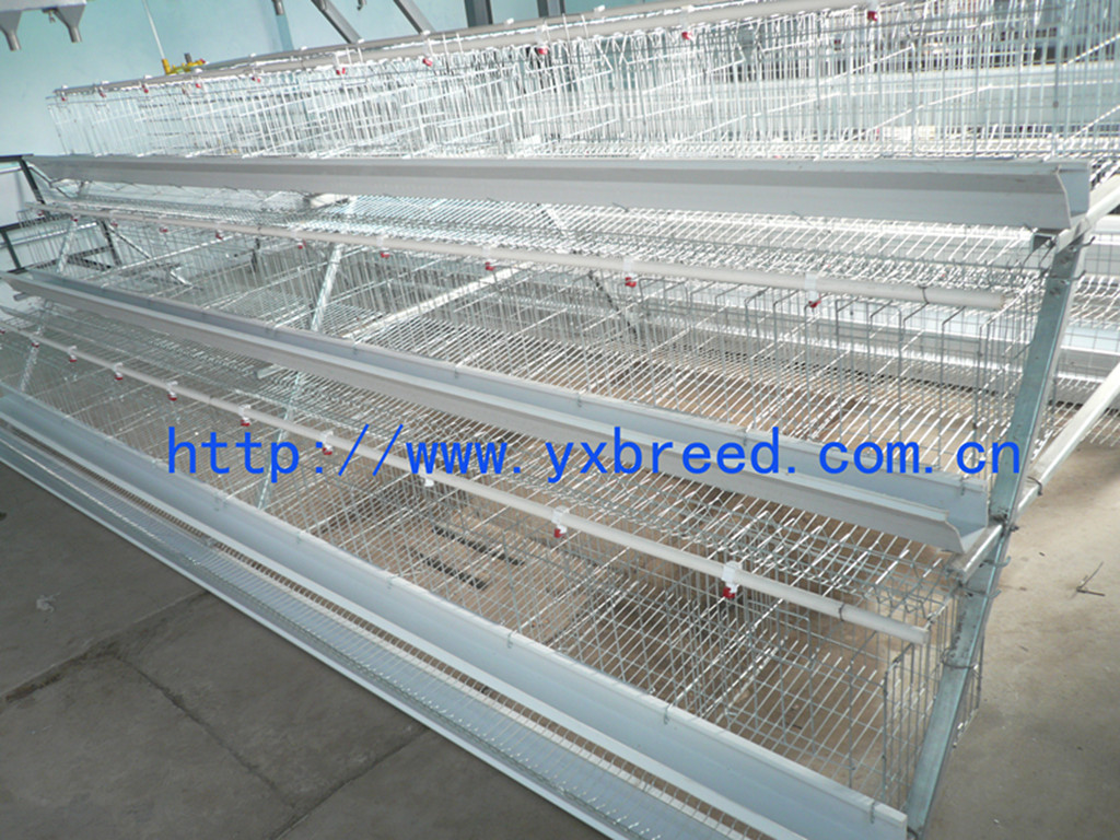 chicken layer cage