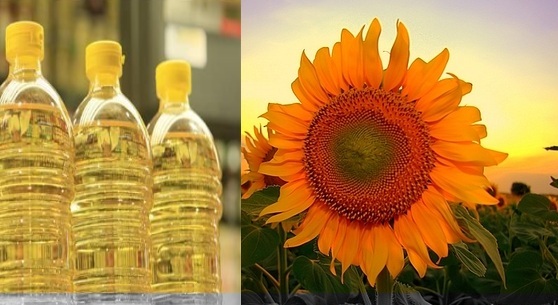 Sunflower Oil