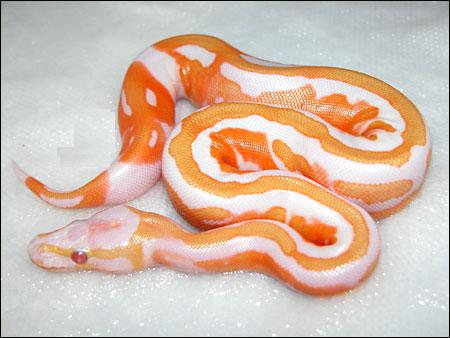 Albino pied ball python for sale