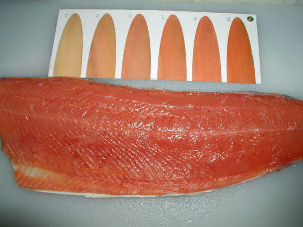 frozen chum salmon fillets