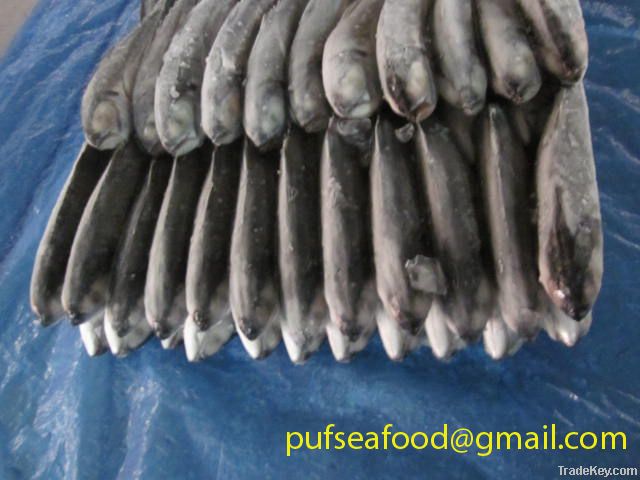 FROZEN HORSE MACKEREL