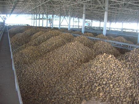 potato flake production line