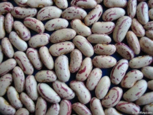 light speckled kidney bean