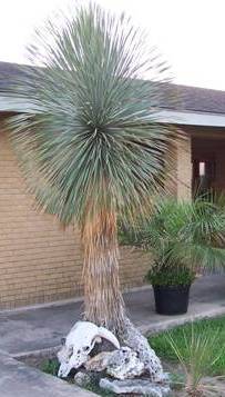 Yucca Rostrata